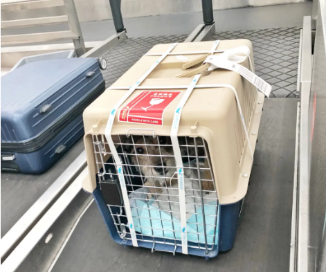 锦州宠物托运 宠物托运公司 机场宠物托运 宠物空运